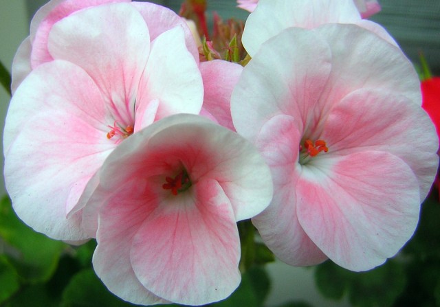 Geranium, Pelargonium x hortorum.jpg