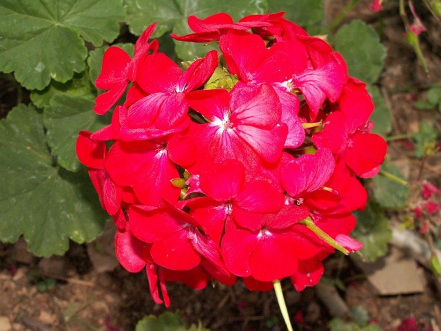 Pelargonium 'Cherry Orbit', Zonal Geranium.jpg