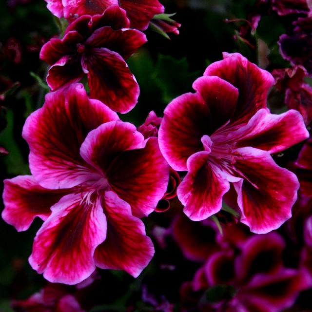 Twilight-geranium.jpg