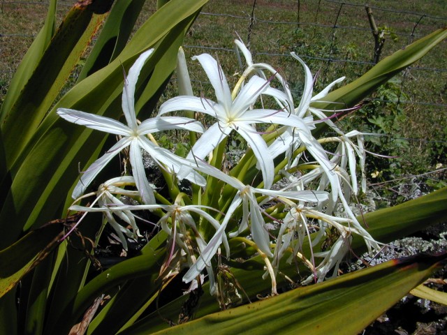 Crinum asiaticum1.jpg