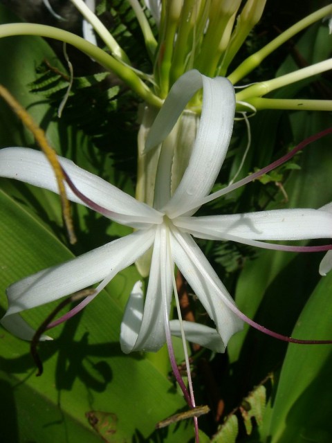 Crinum asiaticum.jpg