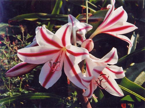 Crinum moorei.jpg