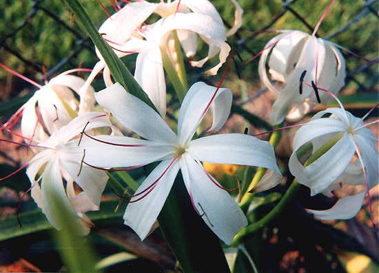 crinum-erubescens-aquatic-mercer.jpg