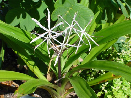 crinum-hilbrandtii.jpg