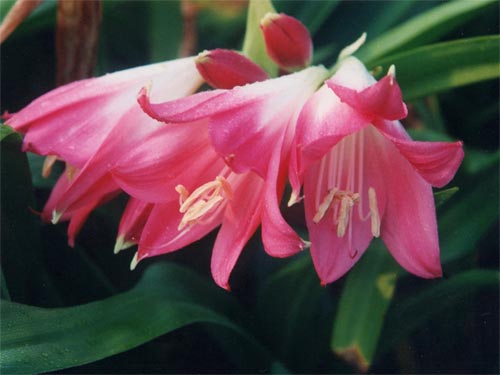 crinum-moorei-x-rose-city---red-pink-500w.jpg