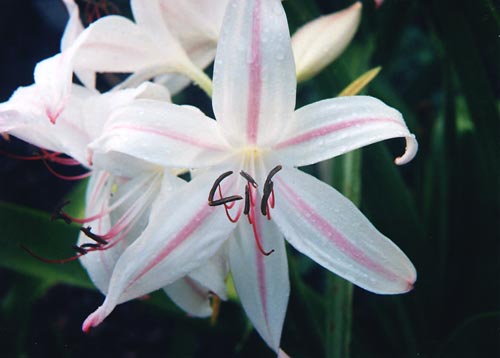 crinum-sanderanium-500w.jpg