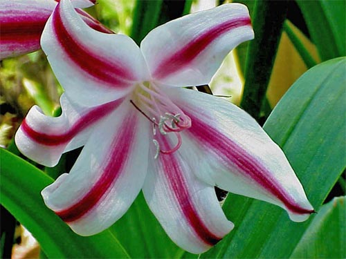 crinum-scabrum.jpg