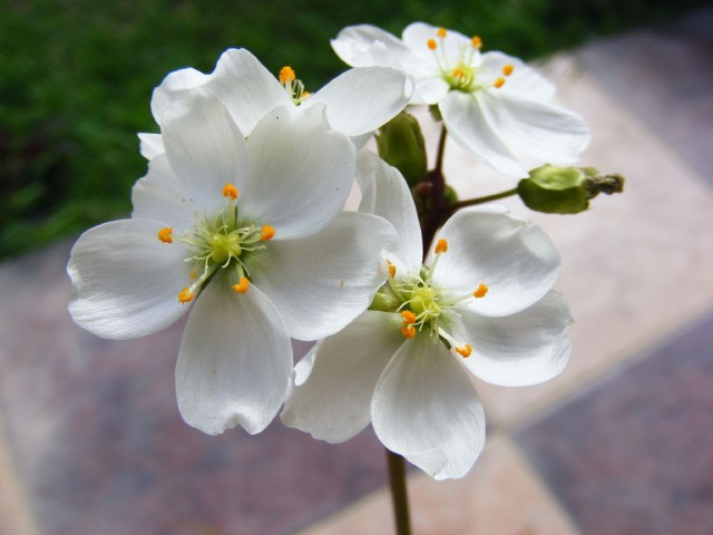 Drosera Binata var. Multifida f. Extreme.jpg