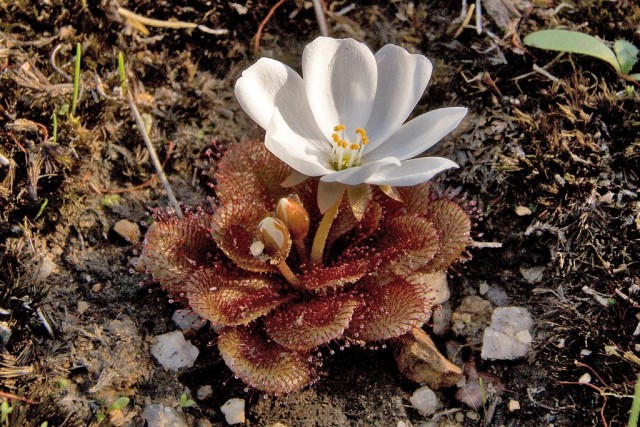 Drosera bulbosa.jpg