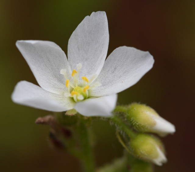 Drosera capensis 'Alba'.jpg