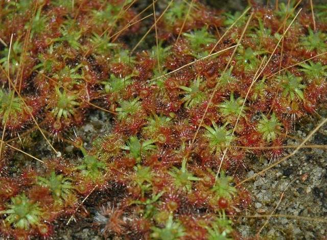 Drosera eriksonde.jpg