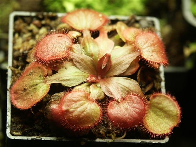 drosera falconeri.jpg