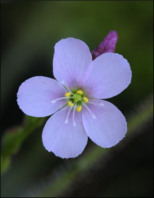 Drosera filiformis.jpg