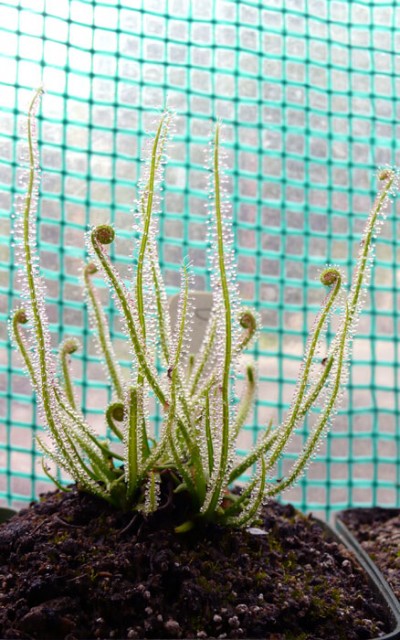 Drosera filiformis 'California Sunset' 01.jpg