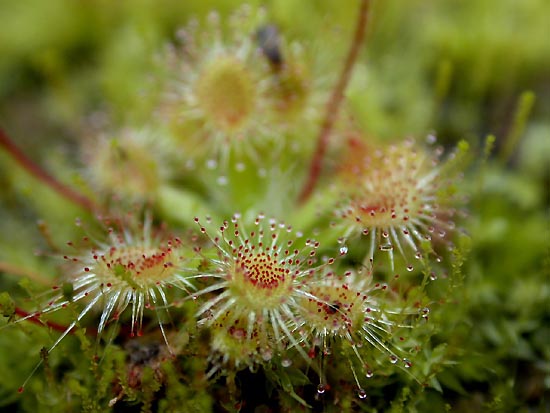 Drosera_pulchella1.jpg