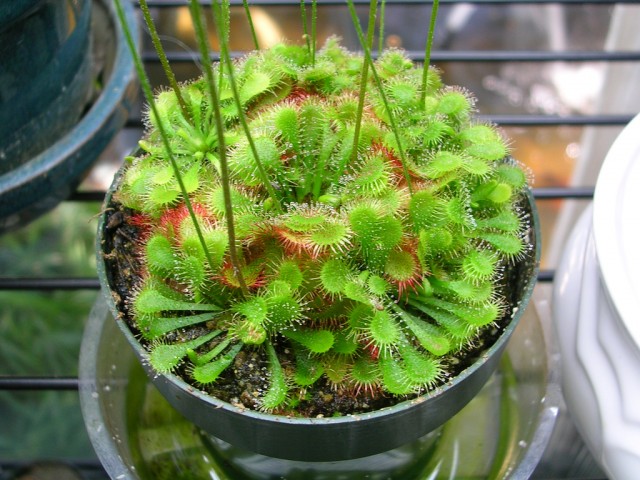 Drosera spatulata.jpg