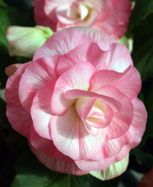 Begonia cultivars 11.jpg