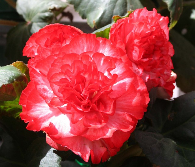 Begonia cultivars 8.jpg