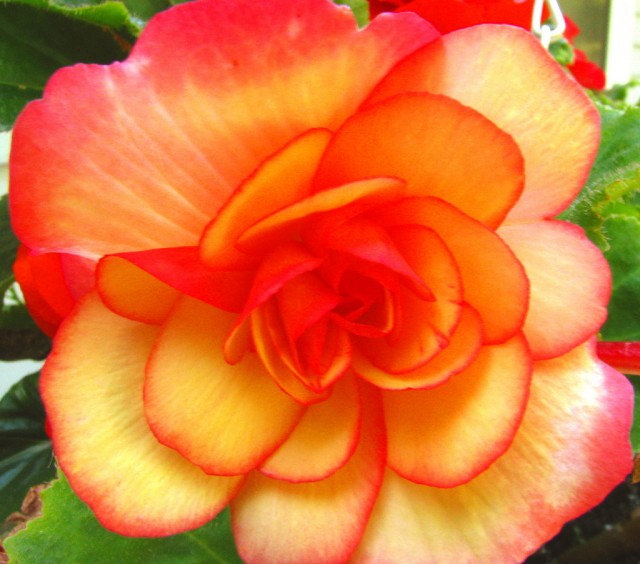 Begonia cultivars 5.jpg