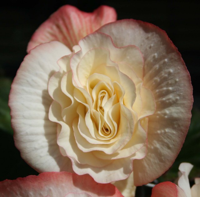 Begonia cultivars 15.jpg