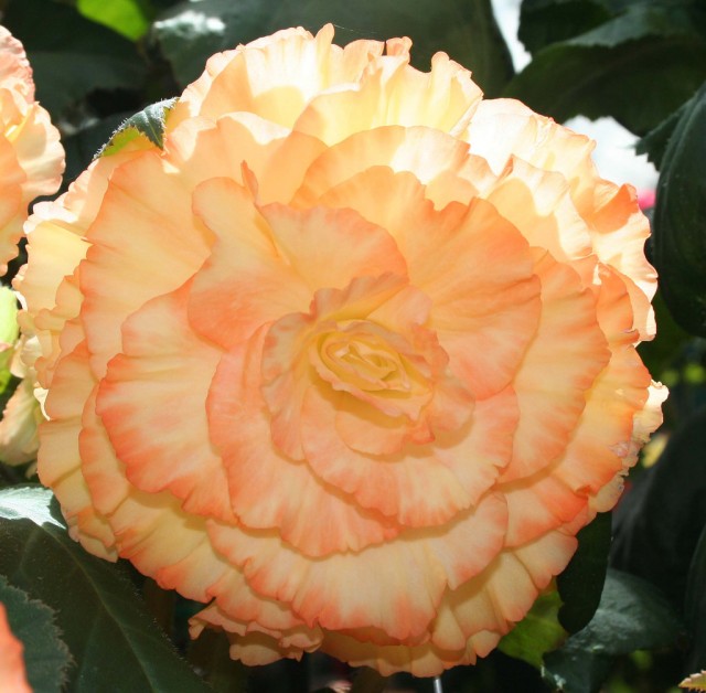 Begonia cultivars 13.jpg