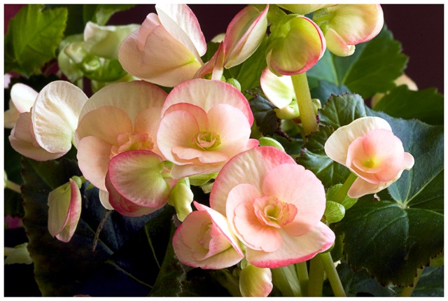 Rieger-begonia.jpg