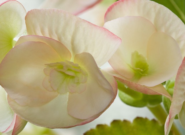 Rieger-begonia2.jpg