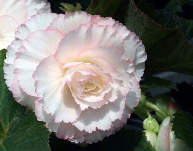 Begonia cultivars 20.jpg