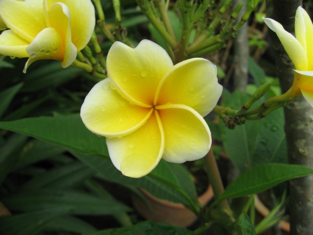 Plumeria from Singapore.jpg