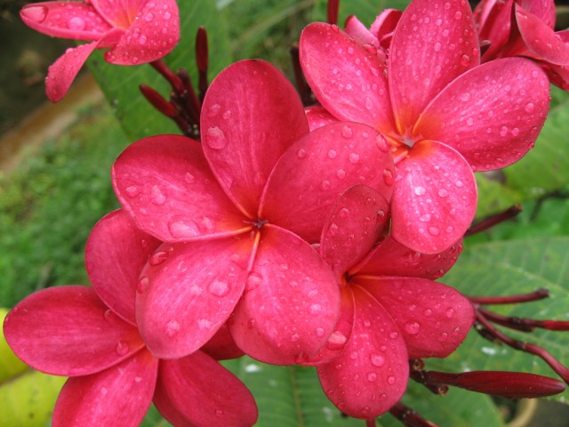 Plumeria from Singapore (8).jpg