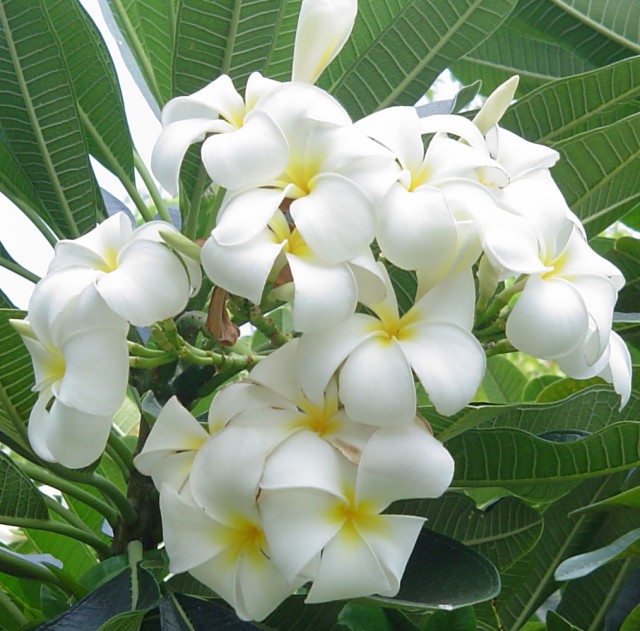 pLumeRia oBtusA鈍頭緬梔.jpg