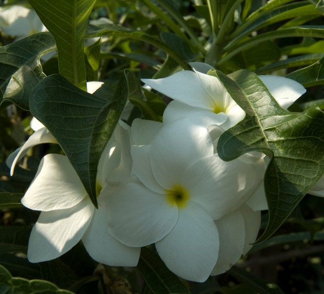 Plumeria pudica flowers in Sukothai潔緬梔.jpg