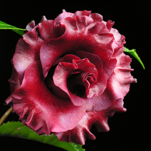 Camellia_japonica_BlackMagic.jpg