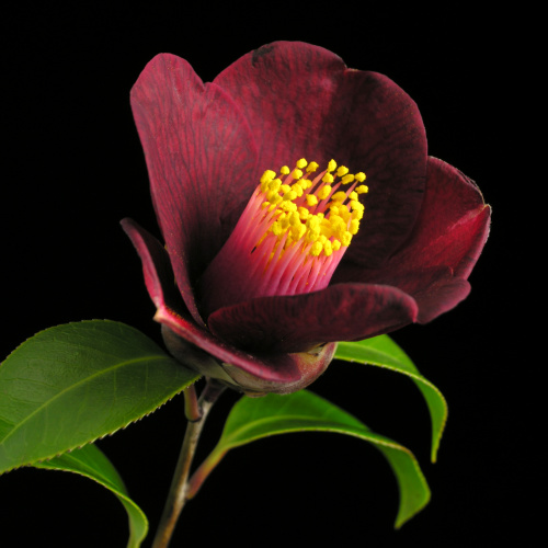 Camellia_japonica_Eiraku黑侘助.jpg