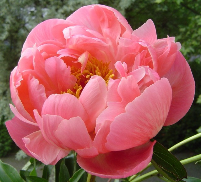 Paeonia.jpg