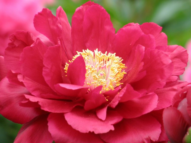 Paeonia lactiflora　.jpg