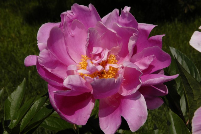 Paeonia lactiflora 'Bev'.jpg