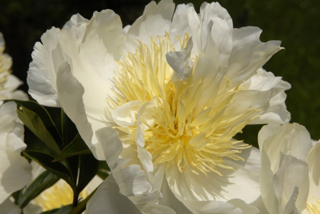 Paeonia lactiflora 'Cheddar Gold'.jpg