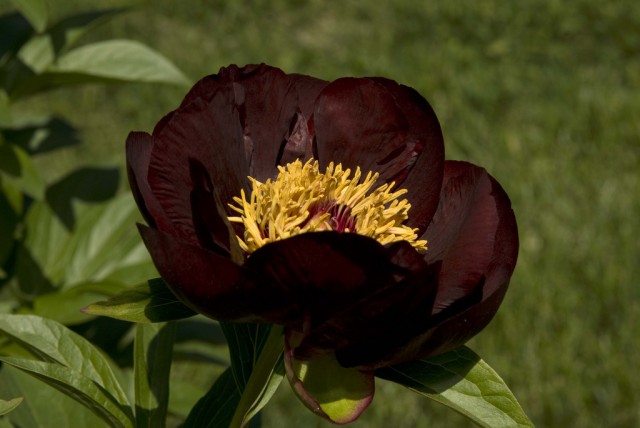 Paeonia lactiflora 'Chocolate Soldier'.jpg