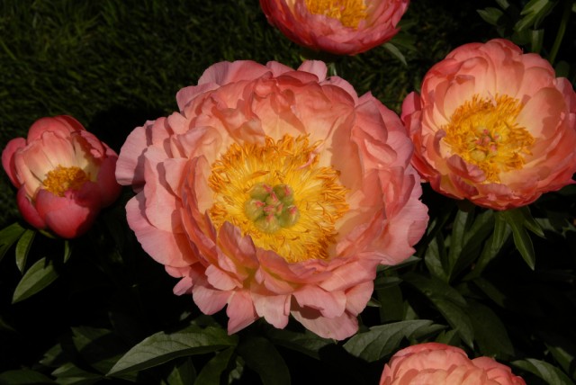 Paeonia lactiflora 'Coral Sunset'.jpg