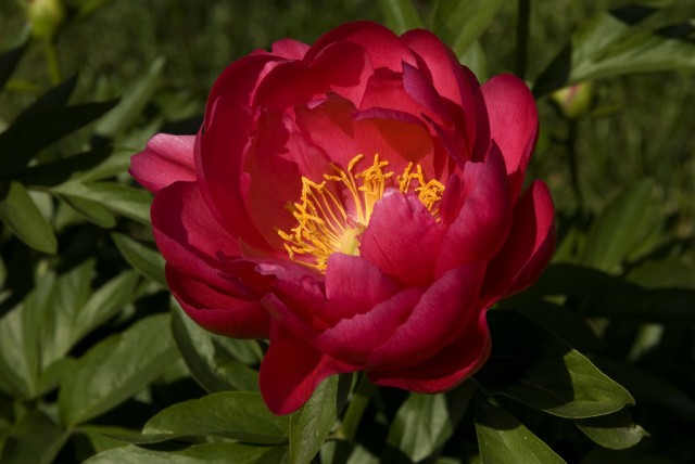 Paeonia lactiflora 'Ellen Cowley'.jpg