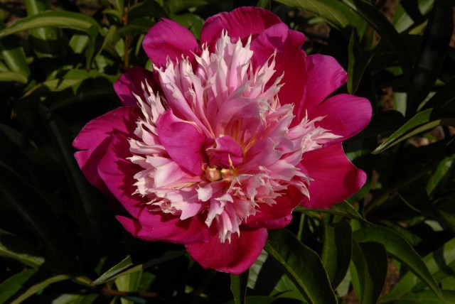 Paeonia lactiflora 'Fantastic'.jpg