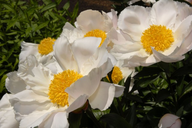 Paeonia lactiflora 'Le Jour'.jpg