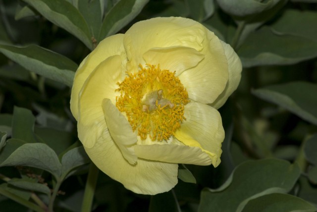 Paeonia mlokosewitschii.jpg