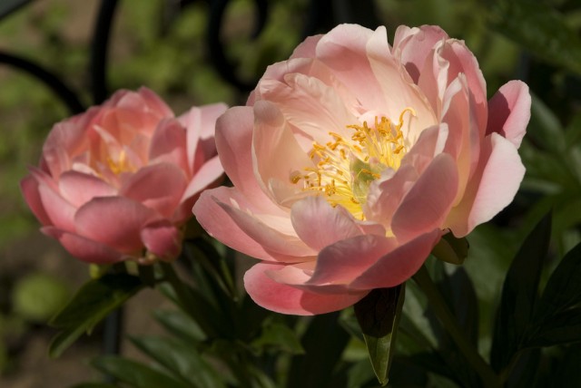 Paeonia 'Pink Hawaiian Coral'.jpg