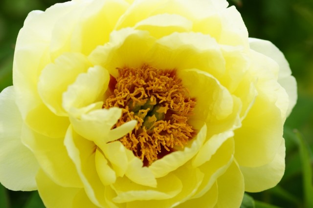 Paeonia suffruticosa.jpg