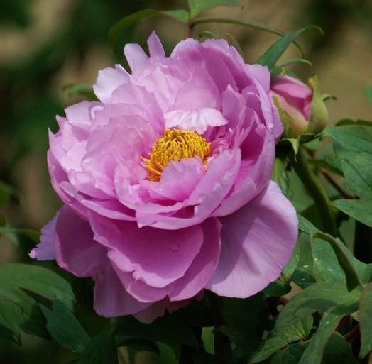 Paeonia suffruticosa1.jpg