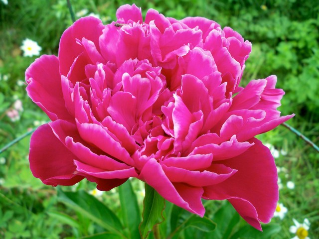 Paeonia suffruticosa5.jpg