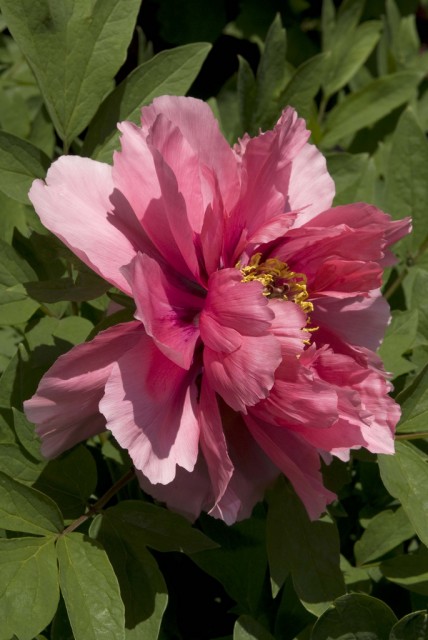 Paeonia suffruticosa 'Petite Peach'.jpg