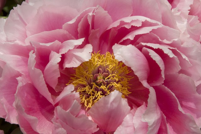 Paeonia suffruticosa 'Shinmane Otone Mai'.jpg